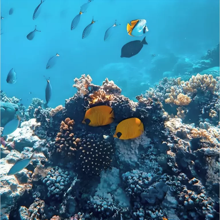 شاطئ المرجان