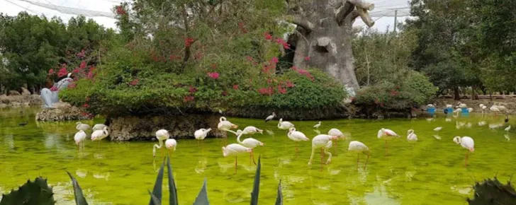 باغ پرندگان کیش از بهترین لوکیشن های عکاسی و اینستاگرامی در کیش